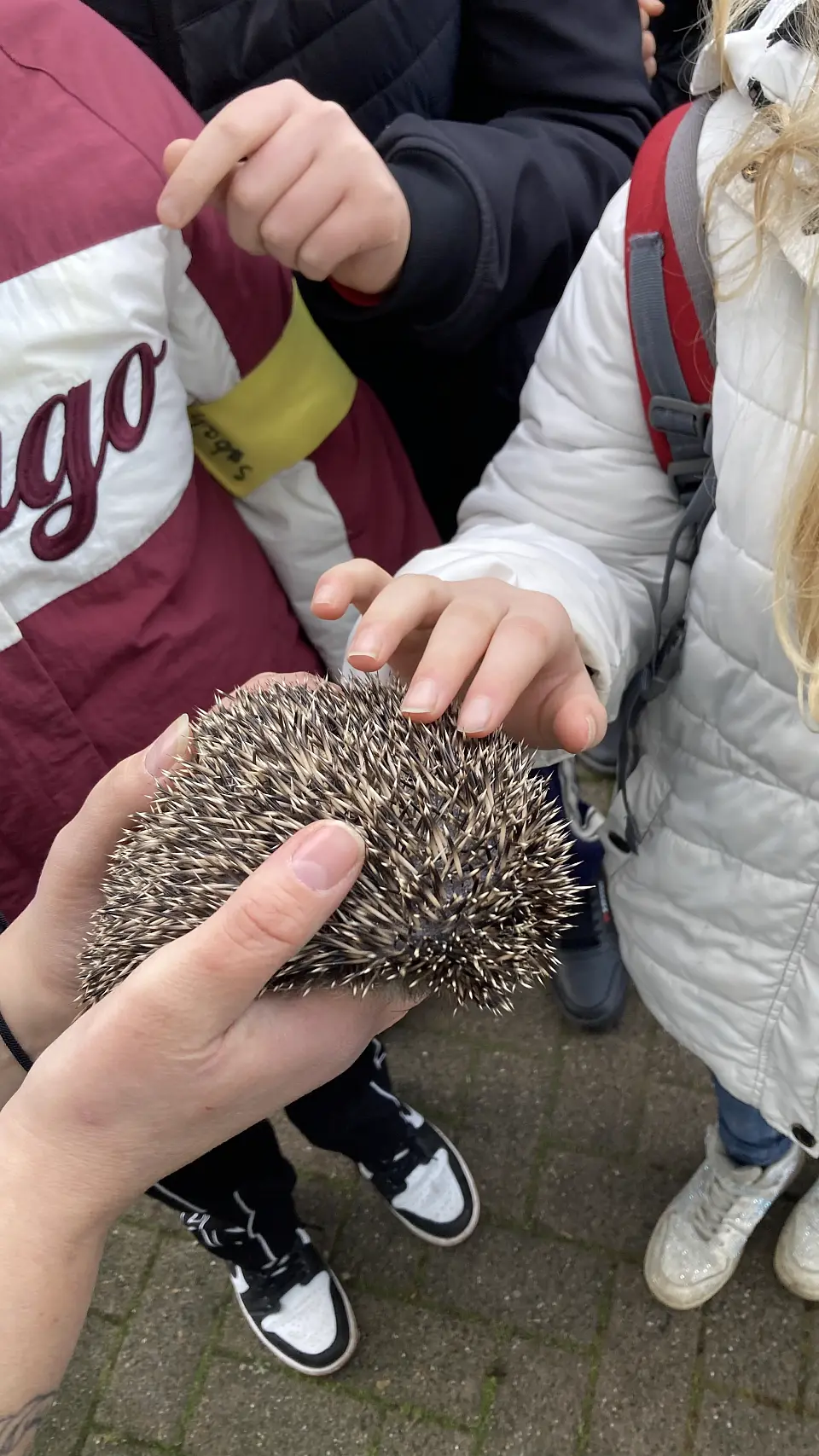 Ein Igel wird auf zwei H&auml;nden festgehalten. Eine Sch&uuml;lerin streichelt den Igel. 