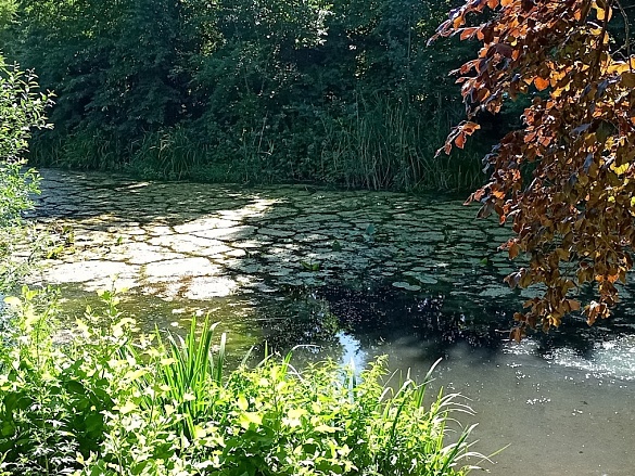 Der Teich im Kleingärtnerverein zum Stillen Frieden.