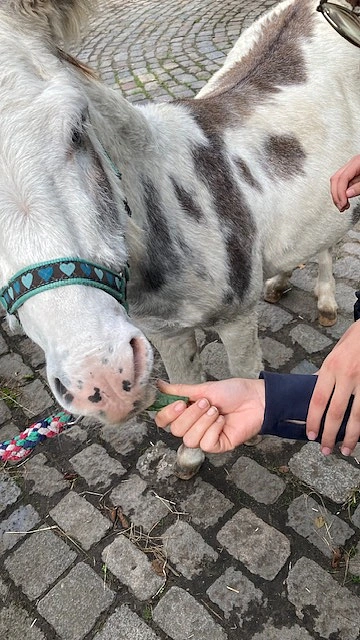 Sch&uuml;lerin f&uuml;ttert Esel mit Gurke. 