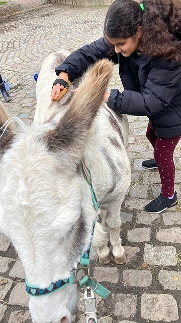 Schülerin striegelt Esel. 