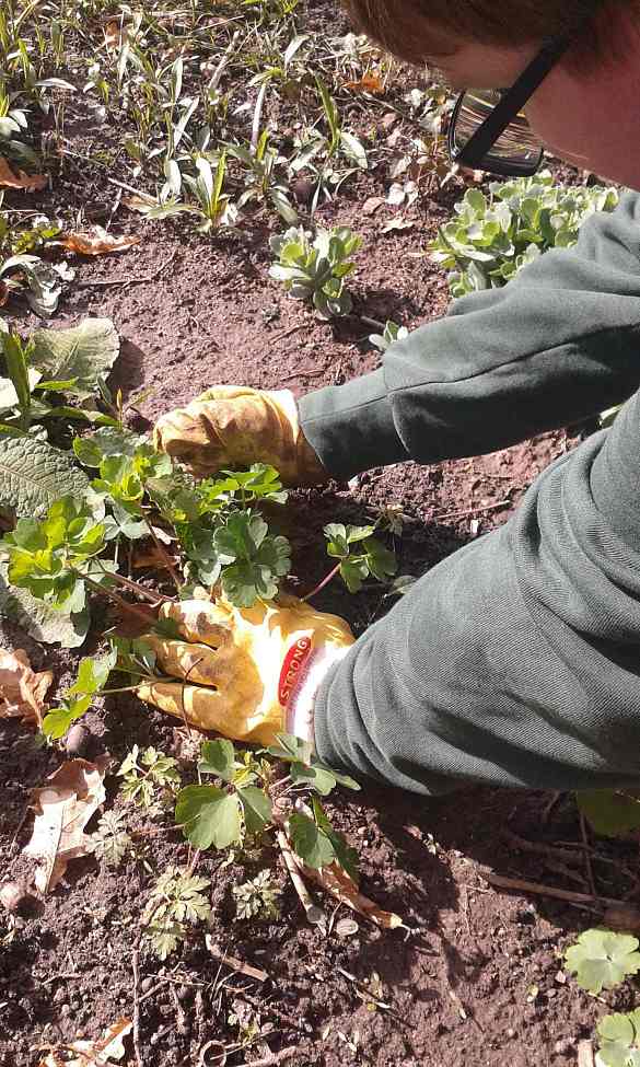Auf dem Bild sieht man die Hände eines Schülers. Er trägt Gartenhandschuhe und pflanzt gerade eine Pflanze (Frauenmantel) ein. 