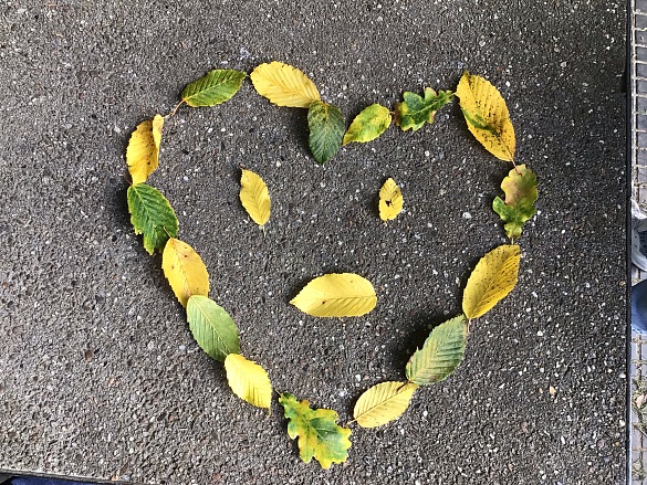 In Herzformen sind die Blätter auf dem Boden angeordnet. 