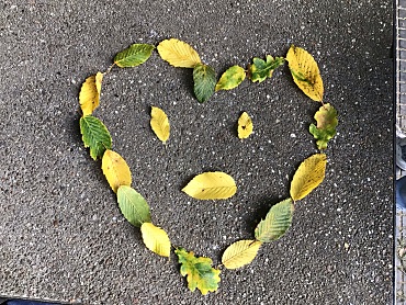 In Herzformen sind die Blätter auf dem Boden angeordnet. 