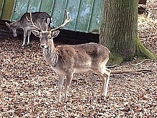 Zu sehen ist ein Wildgehege mit einem Bock mit großem Geweih, sowie im Hintergrund ein weiterer Bock. 