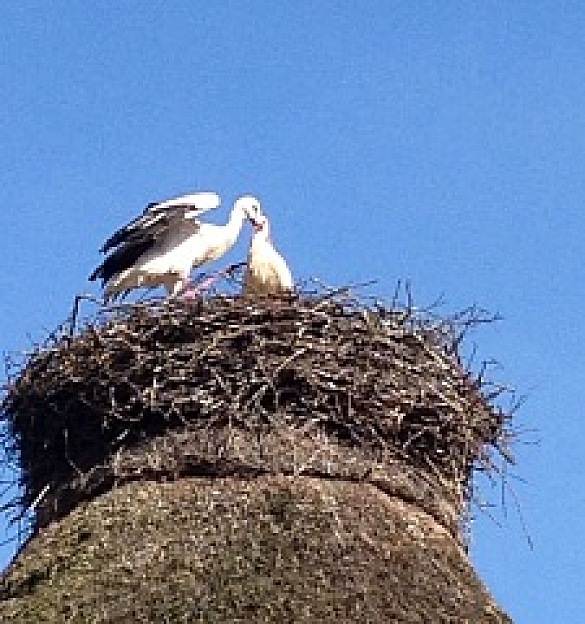 Das Bild zeigt ein Storchennest mit zwei Störchen. Ein Storch füttert gerade den anderen. 