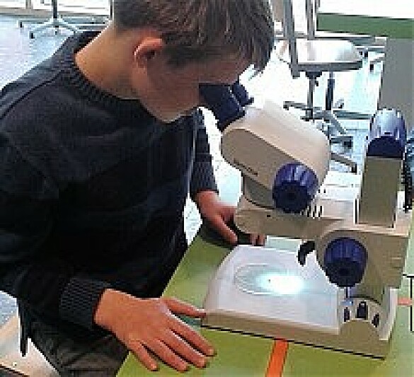 Ein Schüler betrachtet Pflanzenteile und Schmetterlingsflügel unter einem Binokular.