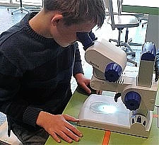 Ein Schüler betrachtet Pflanzenteile und Schmetterlingsflügel unter einem Binokular.