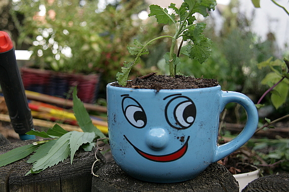Eine blaue Tasse mit aufgemalten Gesicht. In der Tasse befindet sich Erde, in der eine kleine Pflanze steckt. 