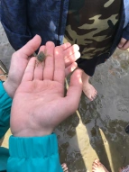 Die Schüler*innen machen eine Wattwanderung. Ein Schüler hat einen kleinen Krebs in seiner Hand. 