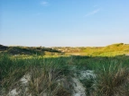 Ein Bild von den grün bewachsenen Dünen am Strand. 