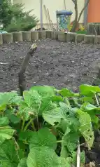 Zu sehen ist ein Hochbeet, dass die Schüler für die Bepflanzung fertig gemacht haben