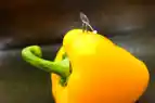 Auf dem Bild sieht man eine gelbe Paprika, die auf einem dunkelgrünen Untergrund liegt. Auf ihr befindet sich eine kleine Miniaturfigur, die einen Bauarbeiter mit Schüppe darstellt.