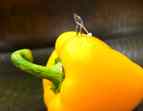 Auf dem Bild sieht man eine gelbe Paprika, die auf einem dunkelgrünen Untergrund liegt. Auf ihr befindet sich eine kleine Miniaturfigur, die einen Bauarbeiter mit Schüppe darstellt.