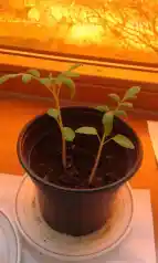 Zu sehen sind kleine Tomatenpflanzen in einem Topf auf der Fensterbank eines Klassenraumes.