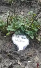 Zu sehen ist eine Zitronenmelisse-Pflanze mit dem entsprechenden Namensschild.